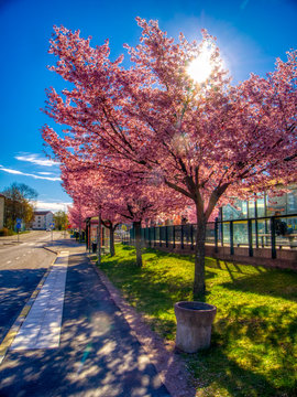 Cherry Blossom Tree Blooming By Train Station