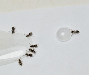 Close up picture of small brown ants, called Odorous House Ants, eating poison.