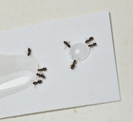 Close up picture of small brown ants, called Odorous House Ants, eating poison.