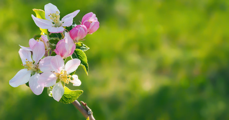 Spring beautiful background with flowers of an apple tree close-up. Blossoming branch of apple tree, place for text, Copy space, background for the banner.