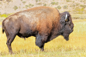 Male bison standing in Yellowstone National Park, Wyoming