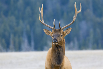 Hirsch - Deer - Canada