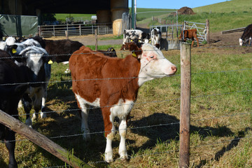 Calf with ringworm lesions on its head, a fungal skin infection caused by Trichophton verrucosum