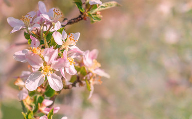 Obraz premium Spring beautiful background with flowers of an apple tree close-up. Blossoming branch of apple tree, place for text, Copy space, background for the banner.