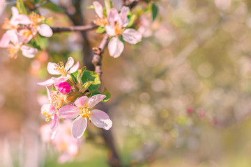 Naklejka na ściany i meble Spring beautiful background with flowers of an apple tree close-up. Blossoming branch of apple tree, place for text, Copy space, background for the banner.