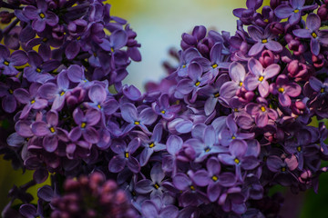 
Beautiful flowers grow in summer