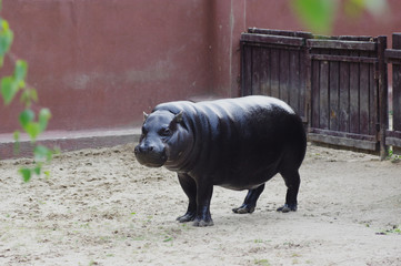 hippopotamus in zoo