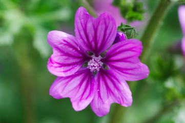 Obraz premium purple flower in the garden