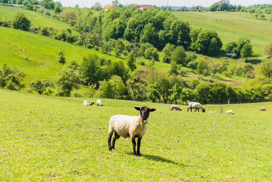a green meadow with sheep