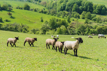 Naklejka na ściany i meble a green meadow with sheep