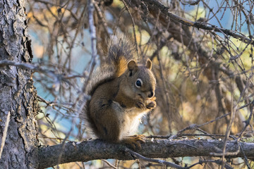 Eichhörnchen in Canada