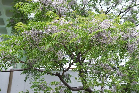 Chinaberry (Melia azedarach) flowers / meliaceae deciduous tall tree.