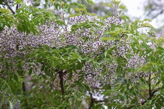 Chinaberry (Melia azedarach) flowers / meliaceae deciduous tall tree.
