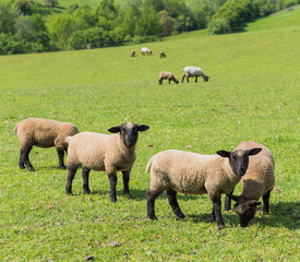 Fototapeta premium a green meadow with sheep