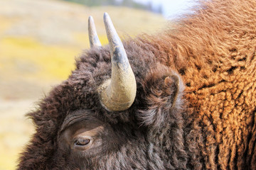 Close view of a bison head © donyanedomam