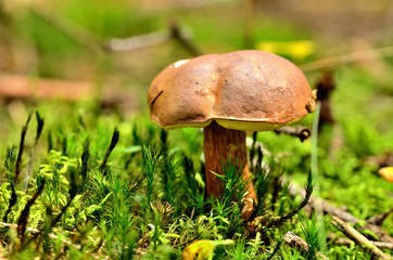 Boletus badius mushroom also known as Xerocomus badius on moss