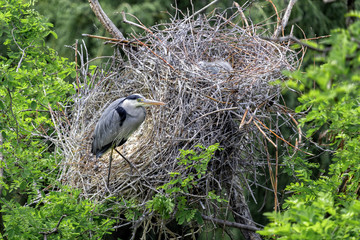 Gray Heron standing in a nest in the treetops.(Ardea cinerea)