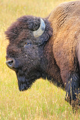 Portrait of a walking male bison © donyanedomam