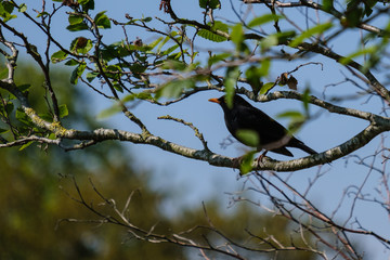 Eurasian Blackbird (Turdus merula), Victoria Park, Belfast, Northern Ireland, UK