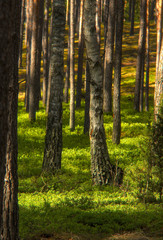 Kurpiowski las sosnowy © JacekBia