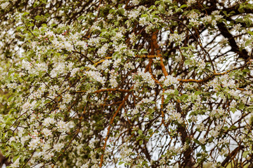 Fototapeta premium texture of a blooming apple tree in spring