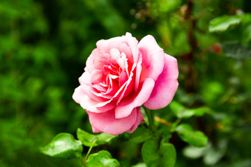 Pink rose