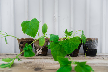 Cucumber seedlings on a wooden bench on a sandwich panel background. Close-up. Healthy eating concept. Gardening.