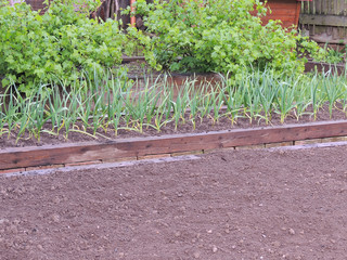 beds on the plot in the spring.