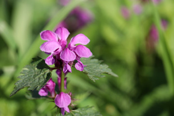 Obraz premium Deaf nettle blooming in a forest, Lamium purpureum. Spring purple flowers with leaves close up