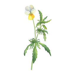 The yellow wild pansy flower (Viola tricolor, Viola arvensis, heartsease, Johnny Jump up, kiss-me-quick) Hand drawn botanical watercolor painting illustration isolated on white background