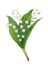 Watercolor hand painted lily of the valley flowers bouquet. Can be used as print, postcard, greeting card, packaging design, invitation, poster, sticker, book or magazine illustration, label.