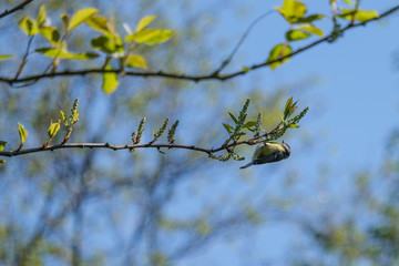 Eurasian Blue Tit (Cyanistes caeruleus), Victoria Park, Belfast, Northern Ireland, UK