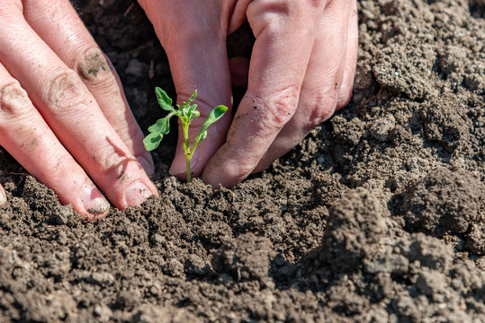A woman is planting tomato seedlings and using her hands to tamp the ground for better rooting of the sprouts.