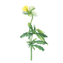 Naklejka premium The yellow wild pansy flower (Viola tricolor, Viola arvensis, heartsease, Johnny Jump up, kiss-me-quick) Hand drawn botanical watercolor painting illustration isolated on white background