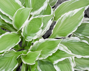 Close-up photo looking down on green and white variegated hosta leaves.