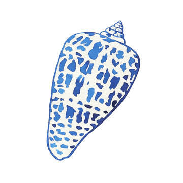 recommend clip art: Illustrations of underwater life objects - blue sea shell, marine design. Watercolor hand drawn painting illustration isolated on white background.