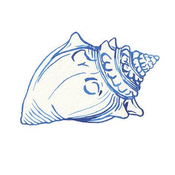 recommend clip art: Illustrations of underwater life objects - blue sea shell, marine design. Watercolor hand drawn painting illustration isolated on white background.