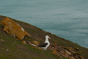 Black-browed Albatross (Thalassarche melanophrys) colony on the cliffs of Saunders Island in the Falkland Islands.