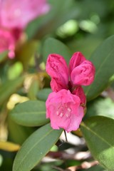 Rododendronów kwiaty w parku publicznym