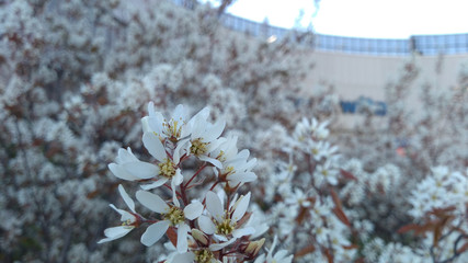 white flower blossom