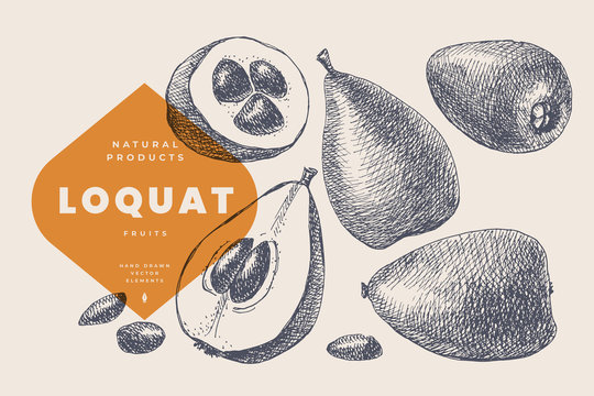 Hand drawn loquat or mushmula. Dessert and exotic fruit, whole and cutaway. Organic food concept. It can be used as an element of design of markets, menus and packaging. Vintage botanical illustration