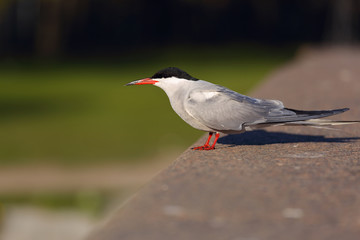 River tern.(Sterna hirundo)