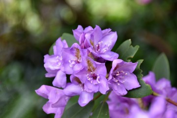 Rododendronów kwiaty w parku publicznym