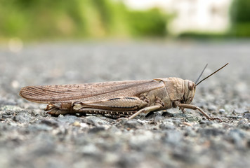 macro shot of a grasshoper with background defocused