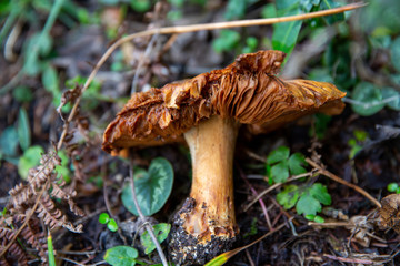 A wild brown mushroom lying on forest floor, BOLU LAKE TURKEY