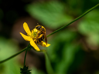 flying bee in a meadow