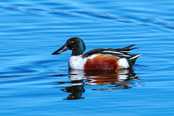 Male Northern shoveler swimming in a lake, Colorado
