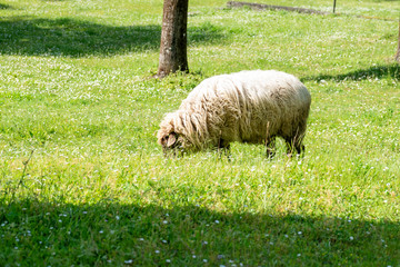 portrait of a sheep in a meadow