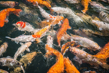 Fototapeta na wymiar Big yellow, orange and white carp fish swimming above surface in a pond and hunting for food, TIRTA GANGGA WATER TEMPLE, BALI, INDONESIA