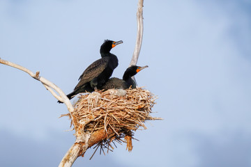 Double-crested cormorants sitting on a nest